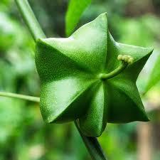 مستخلصات نباتية من نبات البلينتشي فولوبيليس مستخلصات نبات البلوكينشي مسحوق إنتشي - Product Image 6