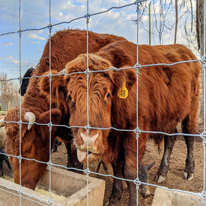 รั้วสนามทอแบบผูกติดแน่นรั้วแบบลวดตาข่ายสำหรับฟาร์มเลี้ยงแกะม้าวัว - Product Image 4