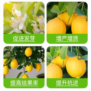Liquide nutritif pour plantes citronniers, <span class=keywords><strong>engrais</strong></span> pour citronniers pour une croissance saine et plus de fruits - Product Image 3