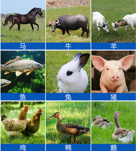 Cortador de alimentación para aves de corral de alta productividad, maquinaria agrícola esencial para animales herbívoros, Motor como componente central - Product Image 6