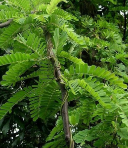 Fabriek Levering Gratis Monster <span class=keywords><strong>Abrus</strong></span> Cantoniensis Hance Kruid <span class=keywords><strong>Extract</strong></span> 10:1 Poeder Kanton <span class=keywords><strong>Abrus</strong></span> Kruidenpoeder In Food Grade - Product Image 4