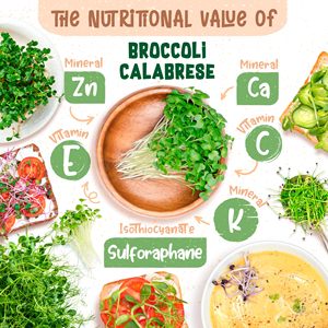Kit de Cultivo de Microgreens Orgánicos de Brócoli <span class=keywords><strong>Calabrese</strong></span>, 200g, Paquete de Semillas para Jardín, Cultivo Ecológico para Todas las Estaciones - Product Image 3