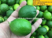 Citron vert frais sans pépins, qualité A (Contactez-nous sur WhatsApp +84 981 144 196)