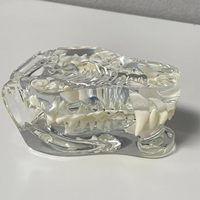 Modèle anatomique transparent de dent de chien, spécialement conçu pour les expériences d'enseignement médical CE/ISO