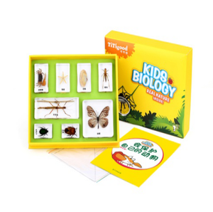 Gelsonlab HSKS-1724 de escarabajos de especímenes biológicos enseñanza integrado especímenes - Product Image 3