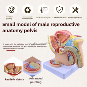 Nam sinh sản giải phẫu mô hình cho hệ thống tiết niệu xương chậu sagittal bề mặt tinh hoàn tuyến tiền liệt bàng quang trực tràng y tế khoa học - Product Image 4