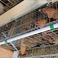 Cage à poulets de type A pour poules pondeuses, capacité 96-160 oiseaux, prix de gros