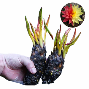 ดอกบัว 'วานวิสา' - พืชน้ำที่เหมาะสำหรับสวน บ่อ และเรือนกระจก - บัวหลวงวานวิสา - Product Image 1