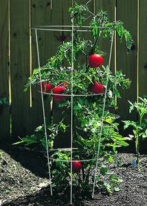<span class=keywords><strong>Alambre</strong></span> de acero peonía anillo jardín tomate planta celosía planta soporte tomate jaula - Product Image 5