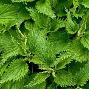 Extrait de plante de qualité alimentaire extrait de feuille d'<span class=keywords><strong>ortie</strong></span> 0.8% poudre d'extrait de feuille d'<span class=keywords><strong>ortie</strong></span> à bon prix - Product Image 6