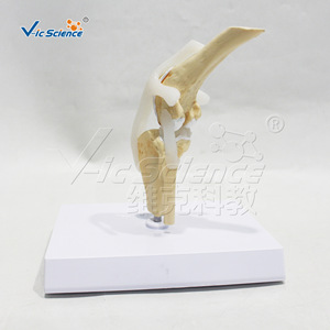 แบบจำลองกายวิภาคข้อเข่าสุนัข; อุปกรณ์ช่วยสอนสำหรับการสาธิตโครงสร้างกระดูก ข้อต่อ และเอ็นของสุนัข - Product Image 2
