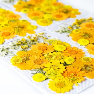 ZS030 Hoa Khô Ép Thật Lá Khô Để Làm Xà Phòng Trang Sức Bằng Nhựa Epoxy Nến Đồ Dùng Thủ Công Mỹ Nghệ - Product Image 6