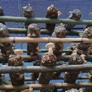 Bâche en plastique durable à grille noire et blanche <span class=keywords><strong>pour</strong></span> <span class=keywords><strong>serre</strong></span>, film en tissu à grille - Product Image 5