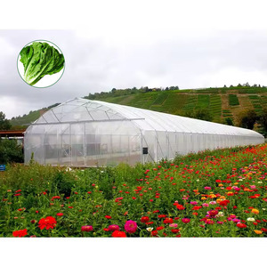 Film <span class=keywords><strong>de</strong></span> cadre en acier galvanisé commercial Plantes <span class=keywords><strong>de</strong></span> tomate Tunnels <span class=keywords><strong>de</strong></span> culture Structures <span class=keywords><strong>de</strong></span> serre préfabriquées - Product Image 1