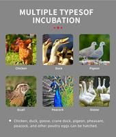 Offre Spéciale 68kg 528 Oeufs Automatique Poulet Oeufs Incubateur Oeufs Incubateurs Produit pour Poulet