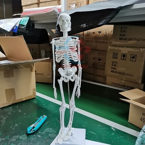 Modèle de squelette humain anatomique HC-S201 grandeur nature, modèle de squelette humain grandeur nature - Product Image 4