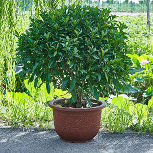 Produttori all'ingrosso vaso di fiori in porcellana imitata grande diametro grande <span class=keywords><strong>ninfea</strong></span> vaso di plastica - Product Image 4