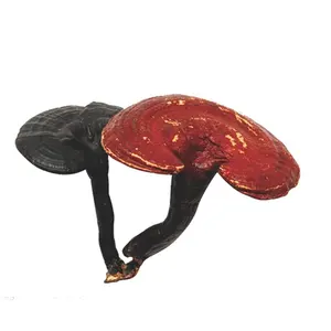 Poudre de champignon Reishi extrait de lucidum de ganoderma sinensis extrait pour paroi cellulaire cassée de haute qualité