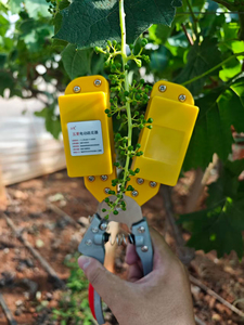 Macchina Elettrica OEM per la Potatura dei Viti, Adatta per Shine Muscat, Kyoho, Summer Black, <span class=keywords><strong>Regina</strong></span> <span class=keywords><strong>Queen</strong></span> e Altri Tipi di Uva - Product Image 4