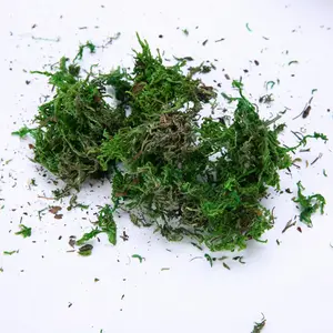 800G Kunstmatige Moss Gras Muur Potplanten Gedroogde Mos Decor Bruiloft Krans Thuis Kerst Bloem