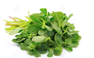 Глобальные продажи по оптовой цене растительный экстракт пурлака экстракт порошок - Product Image 3