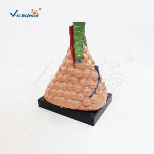 教具人間モデル拡大肺肺肺モデル肺解剖モデル解剖学的解剖学的モデル解剖学教育 - Product Image 2