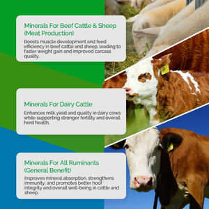 Suplemento de Mezcla de Minerales Orgánicos Quelatados para Ganado Rumiantes y Ovejas, Promotor del Crecimiento - Product Image 6