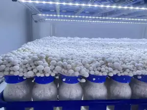 DETAN Chinese Factory Growing Exotic Fresh Brown Beech Shimeji Mushroom