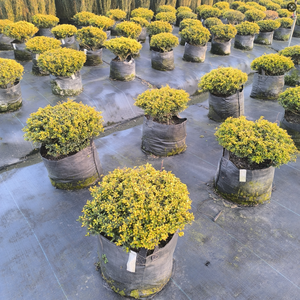 Muestras Gratis, Bolsas de Cultivo de 5/10/15/20/25/35/<span class=keywords><strong>50</strong></span>/75/80/110/135/200 Galones, Macetas de Tela Plástica de 300G con Asas, Bolsa de Cultivo Tejida de PP para Flores - Product Image 6