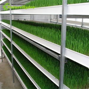 Sistema di <span class=keywords><strong>irrigazione</strong></span> a goccia foraggio orzo vassoio idroponico verde foraggio - Product Image 3