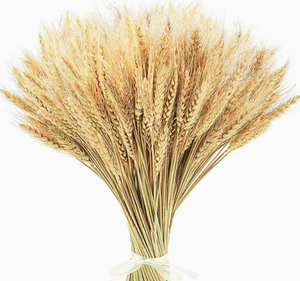 Vente flash : Fleurs séchées en <span class=keywords><strong>blé</strong></span>, 100% <span class=keywords><strong>blé</strong></span> naturel, bouquets <span class=keywords><strong>de</strong></span> <span class=keywords><strong>centre</strong></span> <span class=keywords><strong>de</strong></span> <span class=keywords><strong>table</strong></span> pour mariages rustiques - Product Image 1