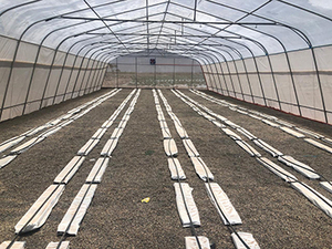Invernadero de película polivinílica de 200 micras, túnel barato con sistema hidropónico para verduras - Product Image 4