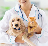 Analyseur de biochimie vétérinaire entièrement automatisé VT 8800 pour le diagnostic de la santé animale