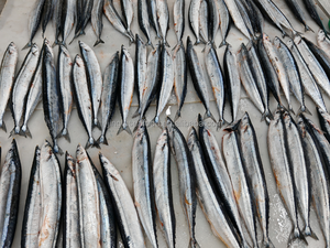 Pesce fresco di grandi dimensioni all'ingrosso pesce intero congelato Sanma pesce sgombro congelato - Product Image 4