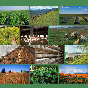 Trái Cây Trung Quốc Thảo Dược Duan Xu Fullers Himalaya <span class=keywords><strong>Teasel</strong></span> Rễ Chiết Xuất Radix Dipsaci Chiết Xuất Bột - Product Image 3