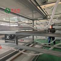 Cages pour poulets de chair de qualité assurée, fabriquées par un fabricant professionnel, avec équipement agricole automatique.