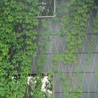 Hot Sale unsichtbare Unterstützung Klettern etz SS Seil Mesh für Pflanzen grüne Wand im Freien