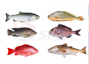 เครื่องปอกเปลือก<span class=keywords><strong>เกล็ด</strong></span>ปลาน้ำจืด - Product Image 4