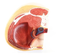 Sistema urinario reproductivo femenino, modelo de anatomía sagital, ayuda de enseñanza médica de plástico para la escuela de medicina con útero