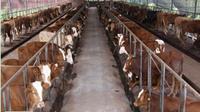 Structure en treillis métallique robuste pour l'élevage, abri économique préfabriqué en treillis métallique pour animaux pour l'élevage mixte
