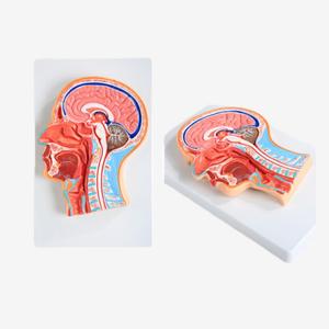 解剖学的モデルを教える脳の頭蓋骨ミッドライン<span class=keywords><strong>Sagittal</strong></span>セクション - Product Image 6