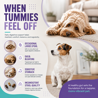 Probiotiques pour animaux de compagnie pour ventres sensibles – Friandises à mâcher molles en gros pour chiens et chats – Soutien à la santé intestinale – Marque privée
