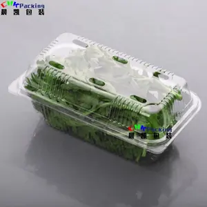 Salat knuspriger Clam shell Obst behälter Kunststoff verpackung für lebenden Salat