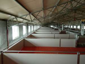 แผงพีวีซีอุปกรณ์สำหรับทำฟาร์มหมูแผงพีวีซี - Product Image 4