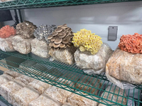 Projet clé en main de serre verticale en conteneur pour la culture de champignons, fournitures pour ferme en conteneur maritime