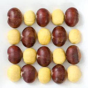 Sinofarm brand of Chinese chestnut fresh factory supply China wholesale price chestnuts for import japanese chestnuts buyer