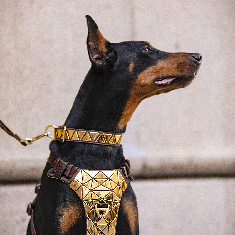 Золотая дизайнерская шлейка для собак, роскошный блестящий нейлоновый жаккардовый ошейник с лентой для собак, модные товары для прогулок