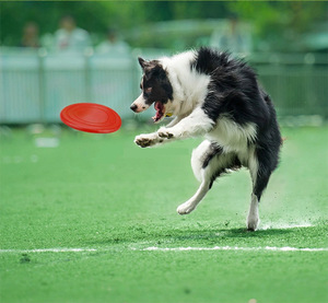 Jouet pour chien en silicone, frisbee volant, durable, en caoutchouc non toxique, jouet d'entraînement pour chien en plein air, léger, pour l'exercice, le jeu et la mastication - Product Image 4