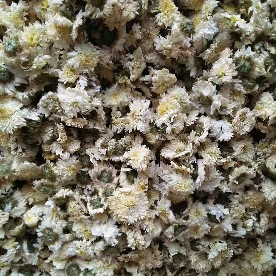 Traditional Chinese Herb Medicine Export Chrysanthemi Flos