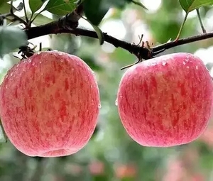 Nhập khẩu trái cây tươi ngọt hữu cơ táo đỏ <span class=keywords><strong>Fuji</strong></span> táo tươi táo táo <span class=keywords><strong>fuji</strong></span> số lượng lớn Trung Quốc - Product Image 3